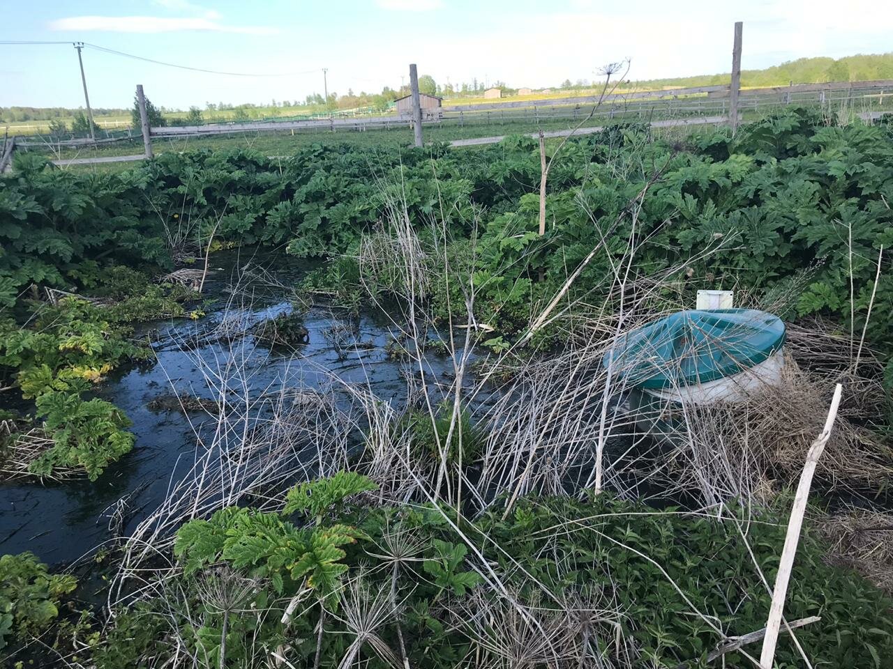 природа, участок, пруд, осушение болот, рыбоуловитель