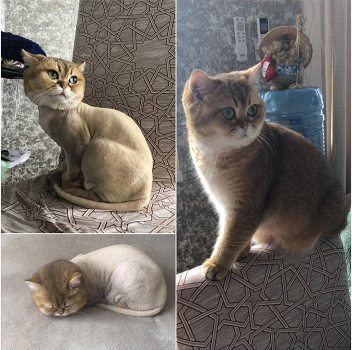 британская короткошёрстная кошка, кошка, кот, котик, бразильская короткошёрстная кошка