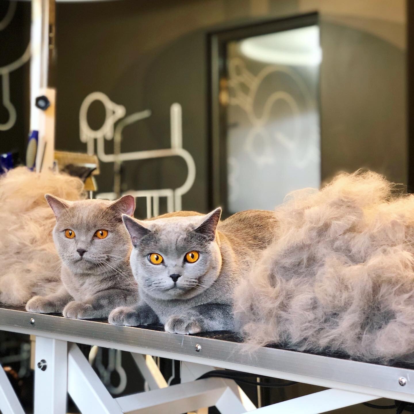 британская короткошёрстная кошка, кот, домашние животные, кошек, кот серый