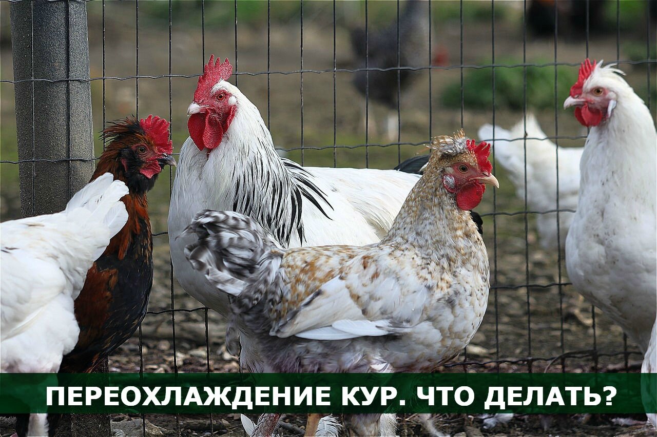 Куры76 - Услуги для животных, Перевозка животных, Другое, Москва иМосковская область на Яндекс Услуги