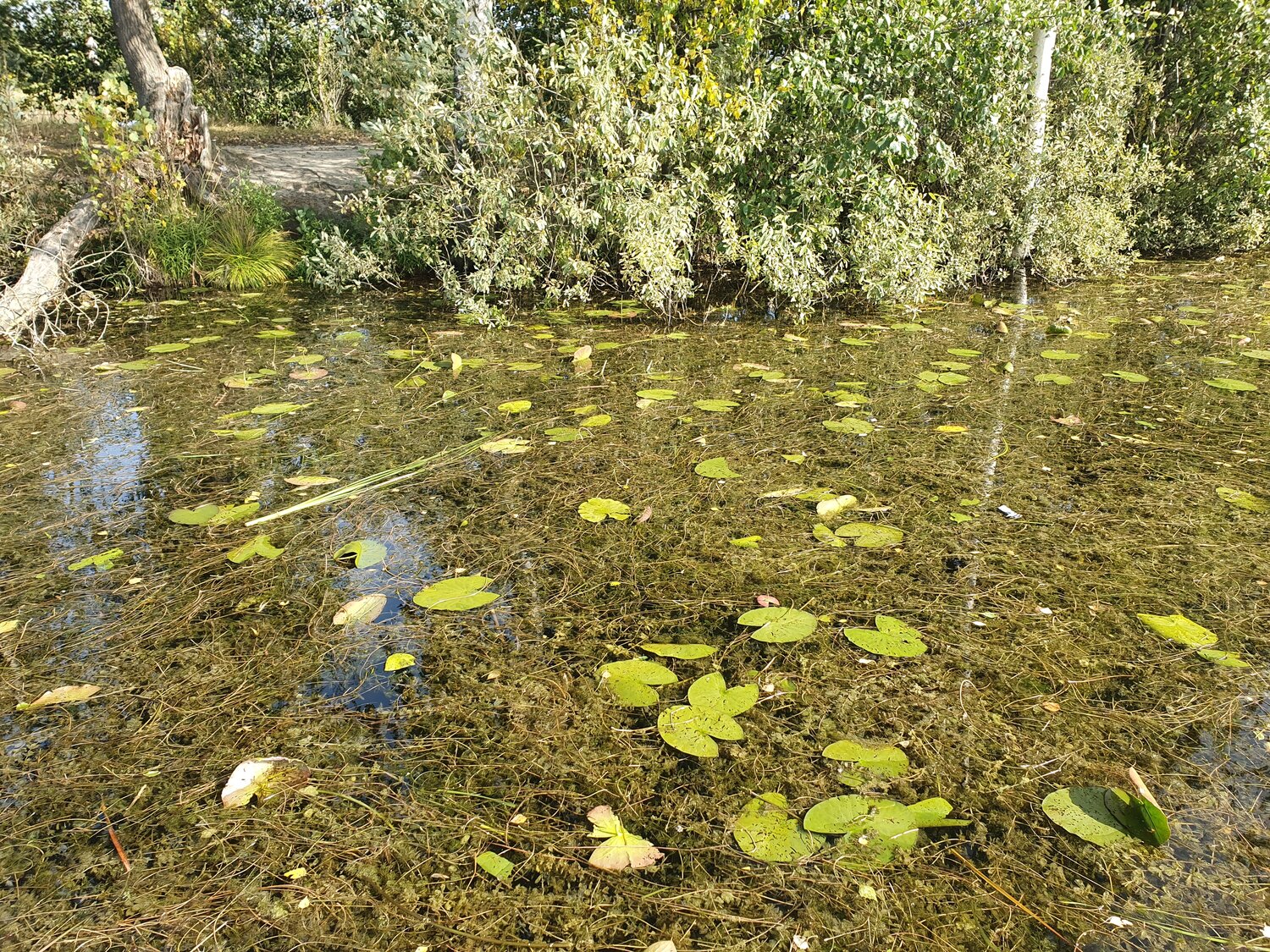 природа, растения, растение кувшинка, река природа, водные растения