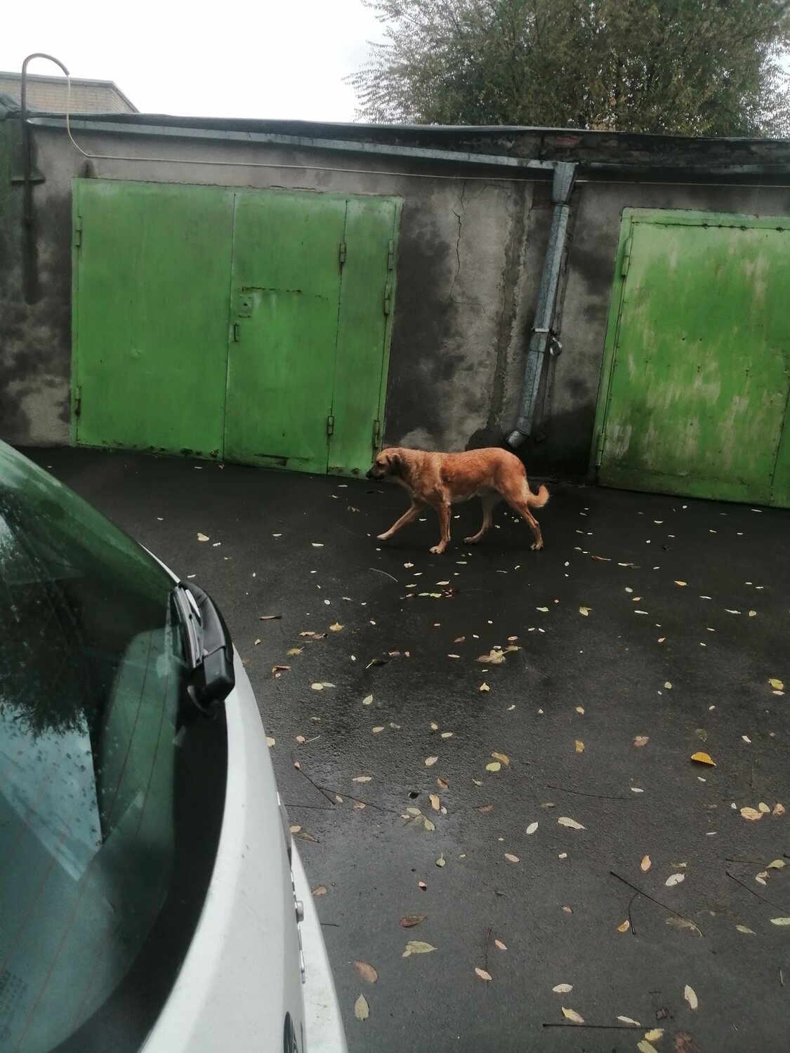 собака на улице, маленькая рыжая собака, собака, рыжая собака, песик
