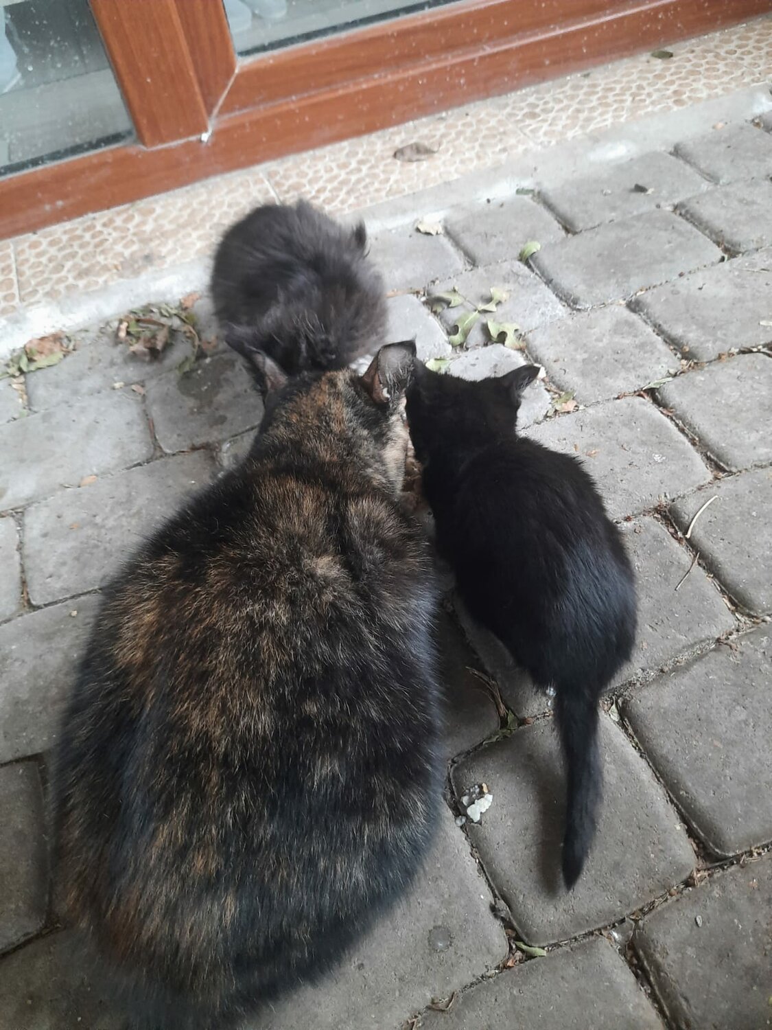 кошка, кошка и котенок, животные кошки, кот притворяется, животные
