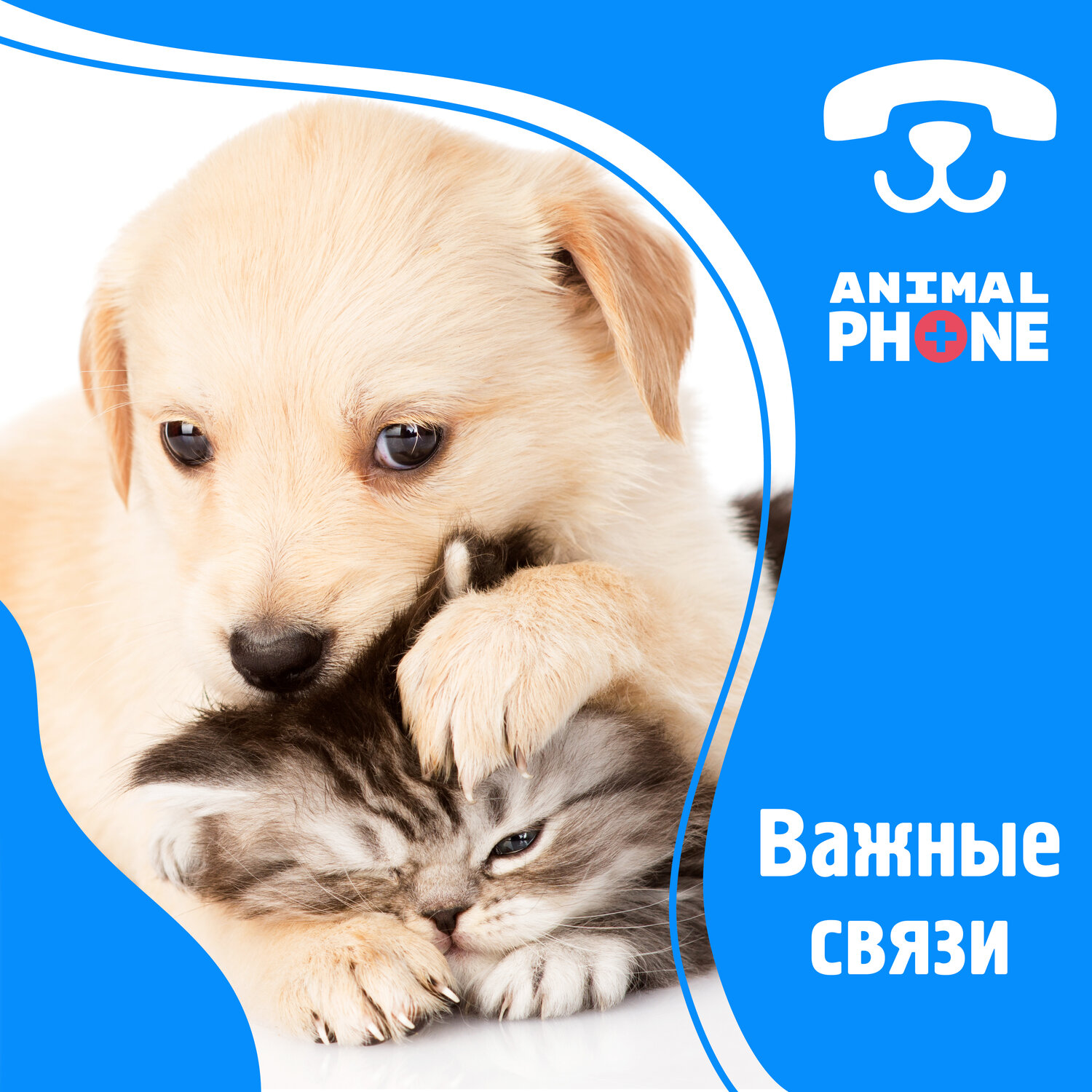 котята и щенки, щенок обнимает котенка, щенки обнимаются, любимые животные, щенок домашний питомец