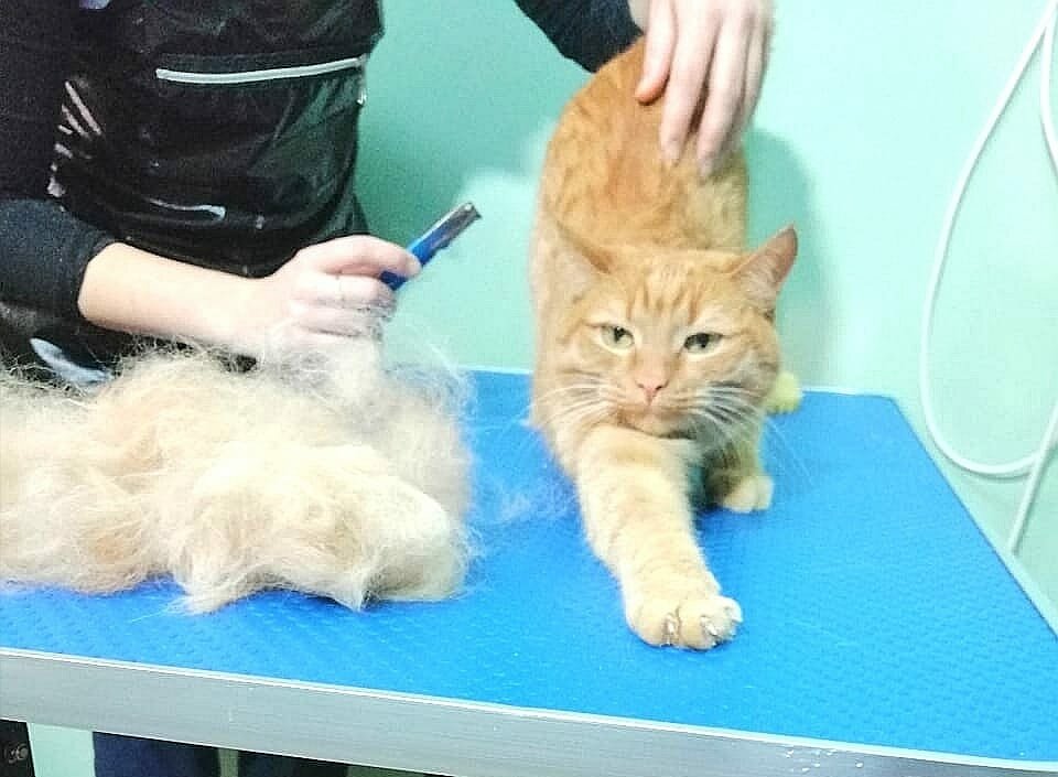 кот, кошечка, кошка, котик, рыжий солид мейн кун