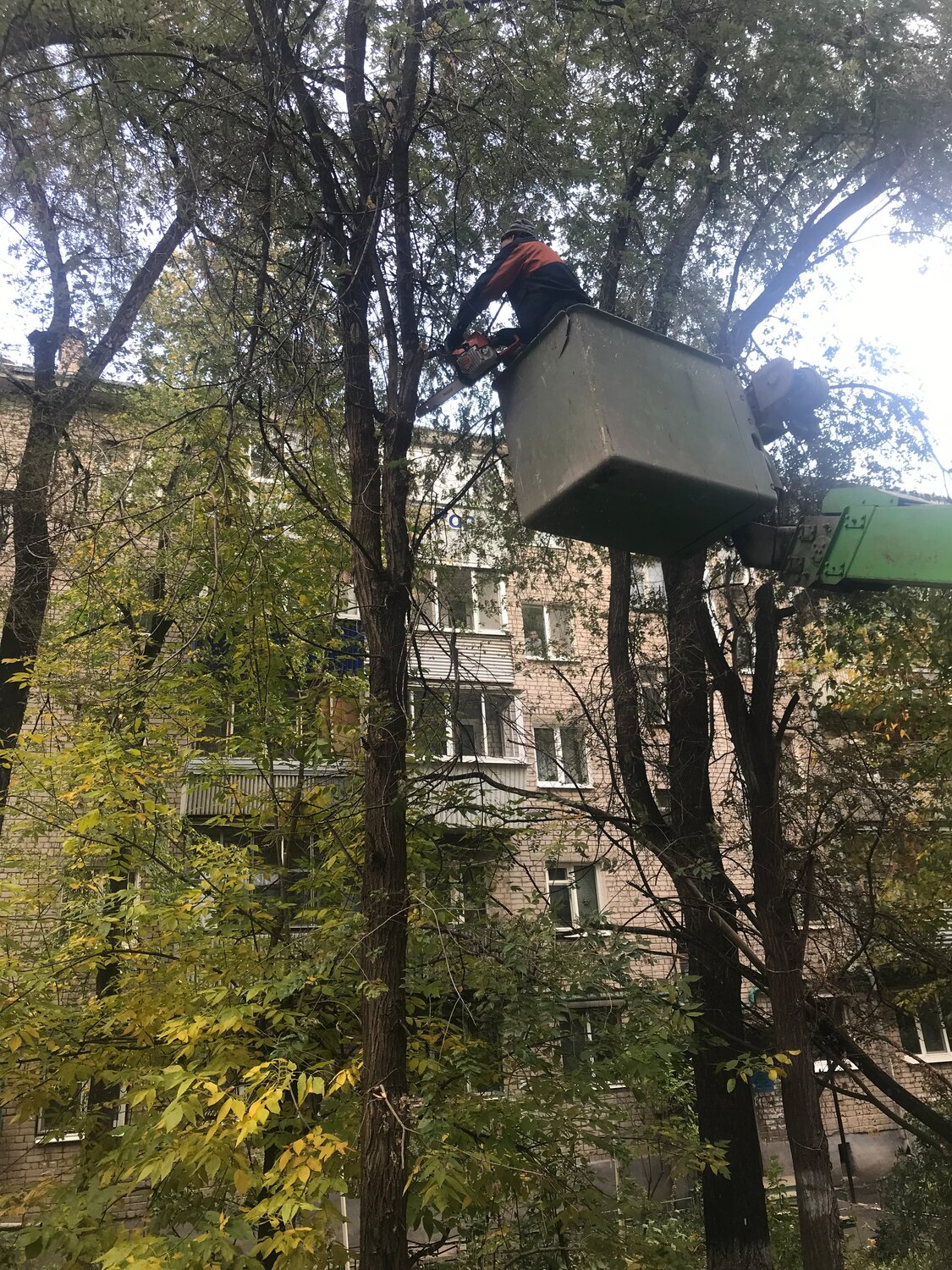 обрезка деревьев, дерев, спил деревьев на автовышке, многоэтажный дом с деревьями, здание