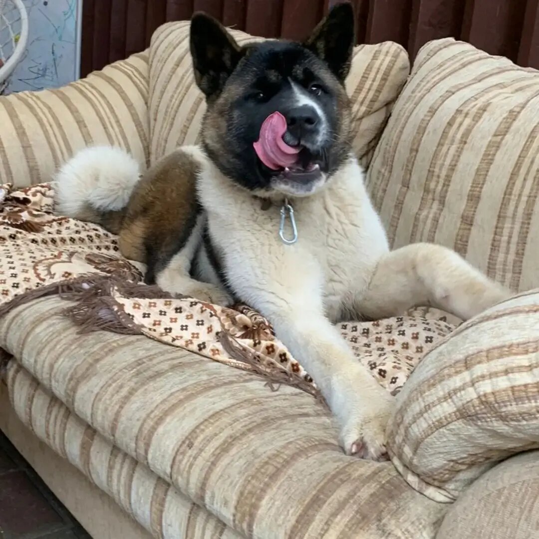 американская акита, порода американская акита, щенки американской акиты, американская акита черная, собака американская акита