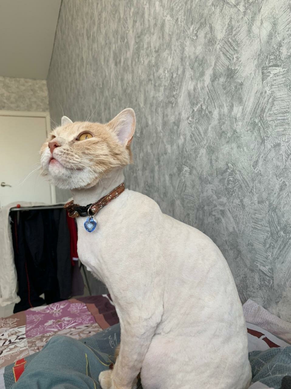 кот, кошка, котики, животные, кошечка