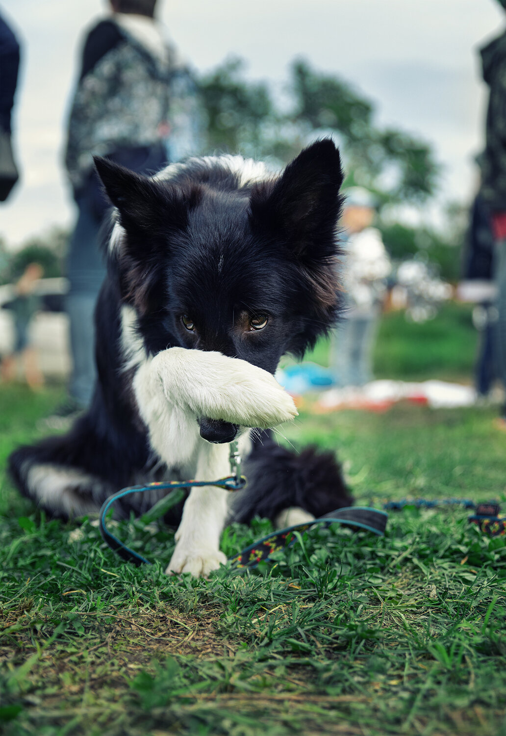 бордер-колли, животное, dog, бордер колли черный, лахен собака