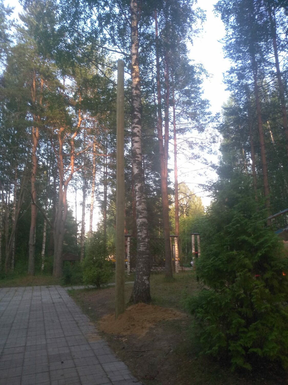 сосновый бор, участок, сосны виль бунырево, елово сосновый лес, улица