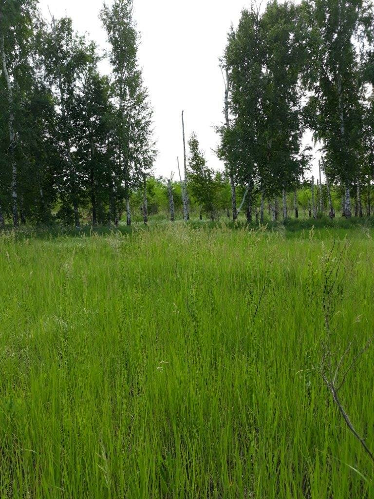природа, участок, земельный участок, деревня подберезники коломенский район, в деревне