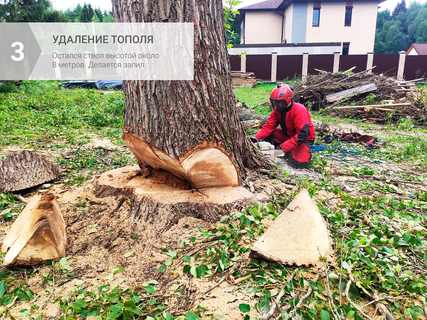 природа, дерево, спил деревьев казань, спиленное дерево, tree