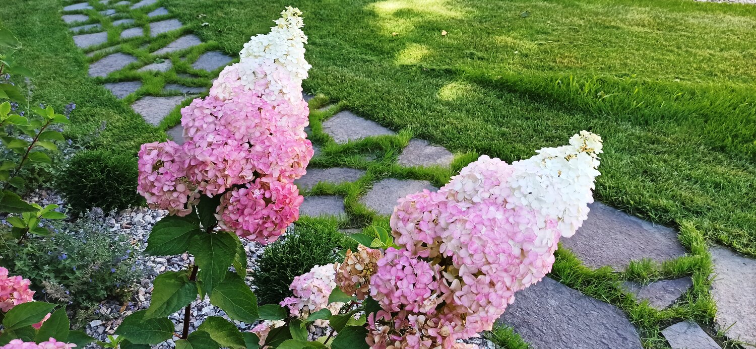 гортензия метельчатая, гортензия метельчатая ванилла фрейз макет, гортензия метельчатая фрайз мелба 1шт, гортензия метельчатая vanille fraise, гортензия метельчатая ванилла