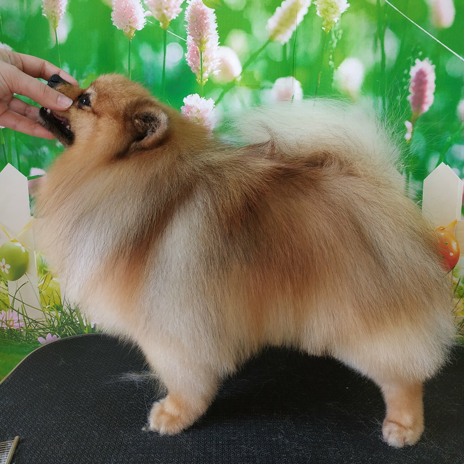 Лысый шпиц