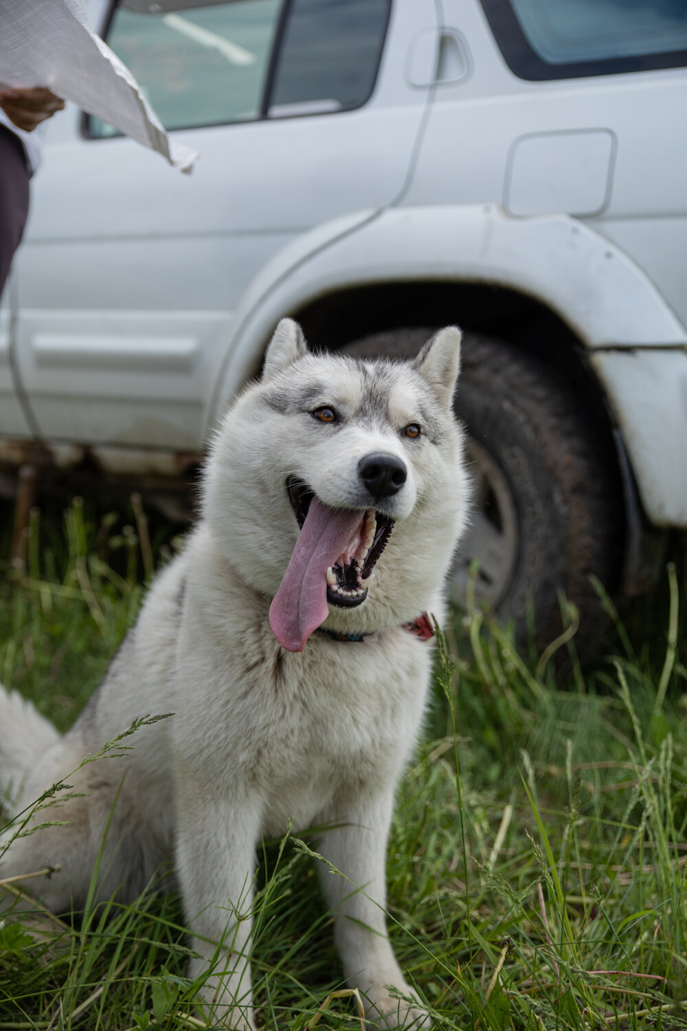 сибирский хаски, хаски, хаски арктик, хаски собака, аляскинский хаски