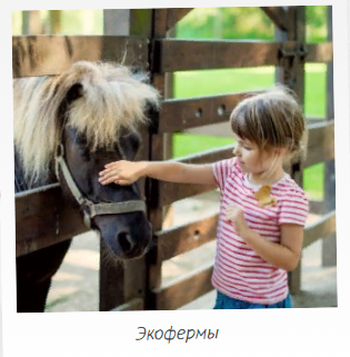 лошадь маленькая, лошадки, маленькая девочка, лошади пони, девочка кормит пони
