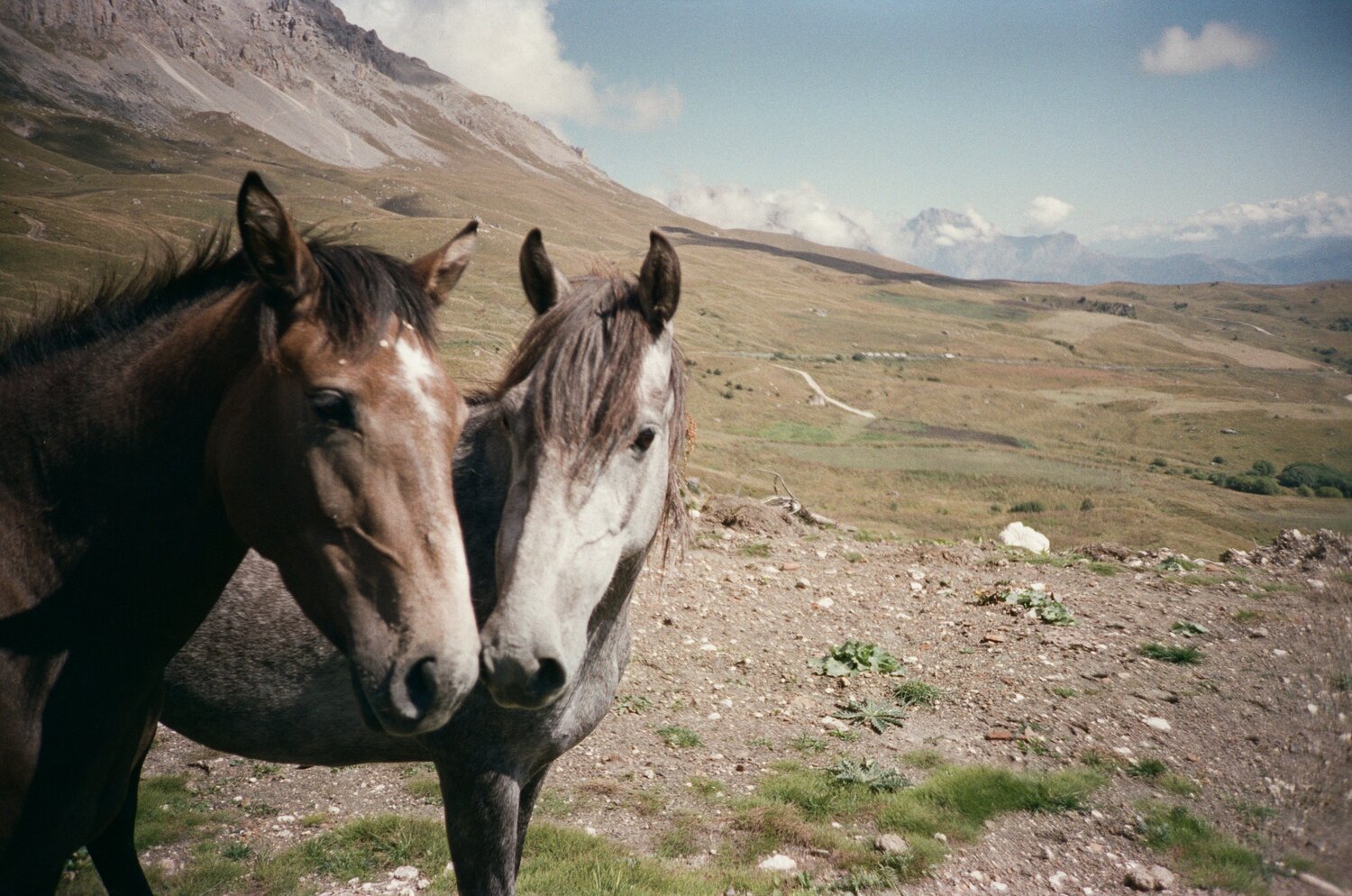 северная осетия лошади, лошадь вблизи, лошади, дикие кони, лошадиные