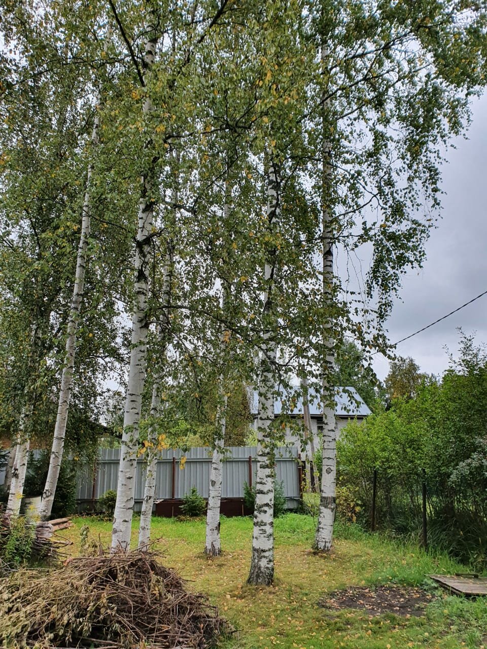 в деревне, березы на участке, береза, дом с березами, участок