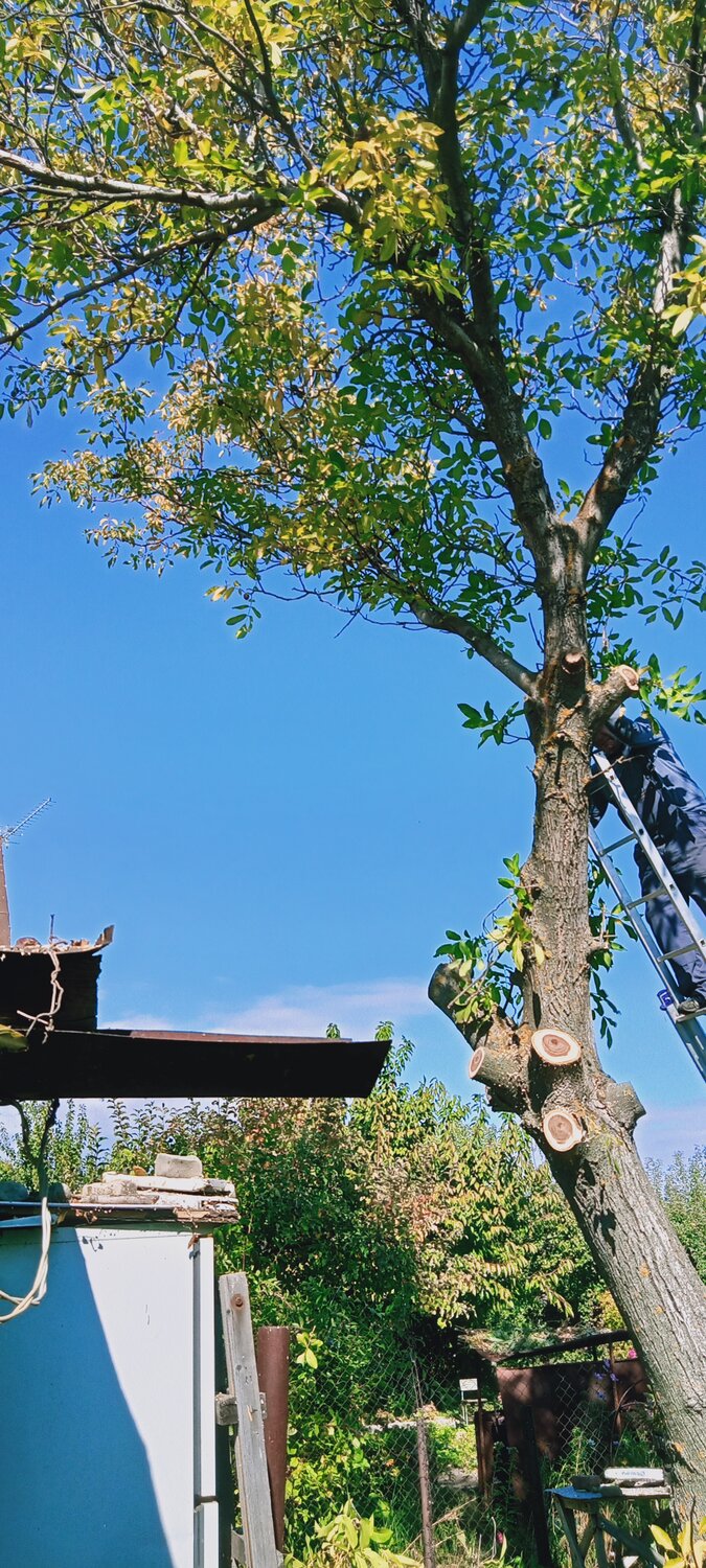дерев, тополь ветви, кронирование карагача, балахна деревья, tree
