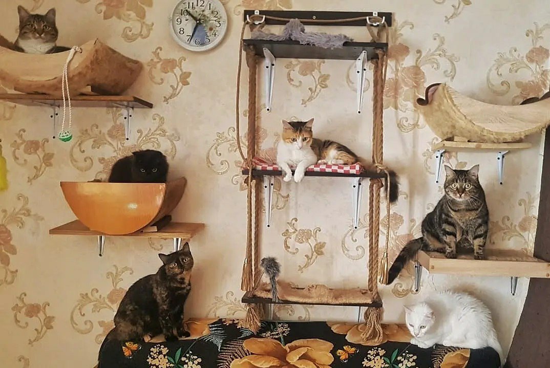 кошкин домик для мейн куна, кошкин дом для мейн куна, кот, домик для кота, ручная кошка