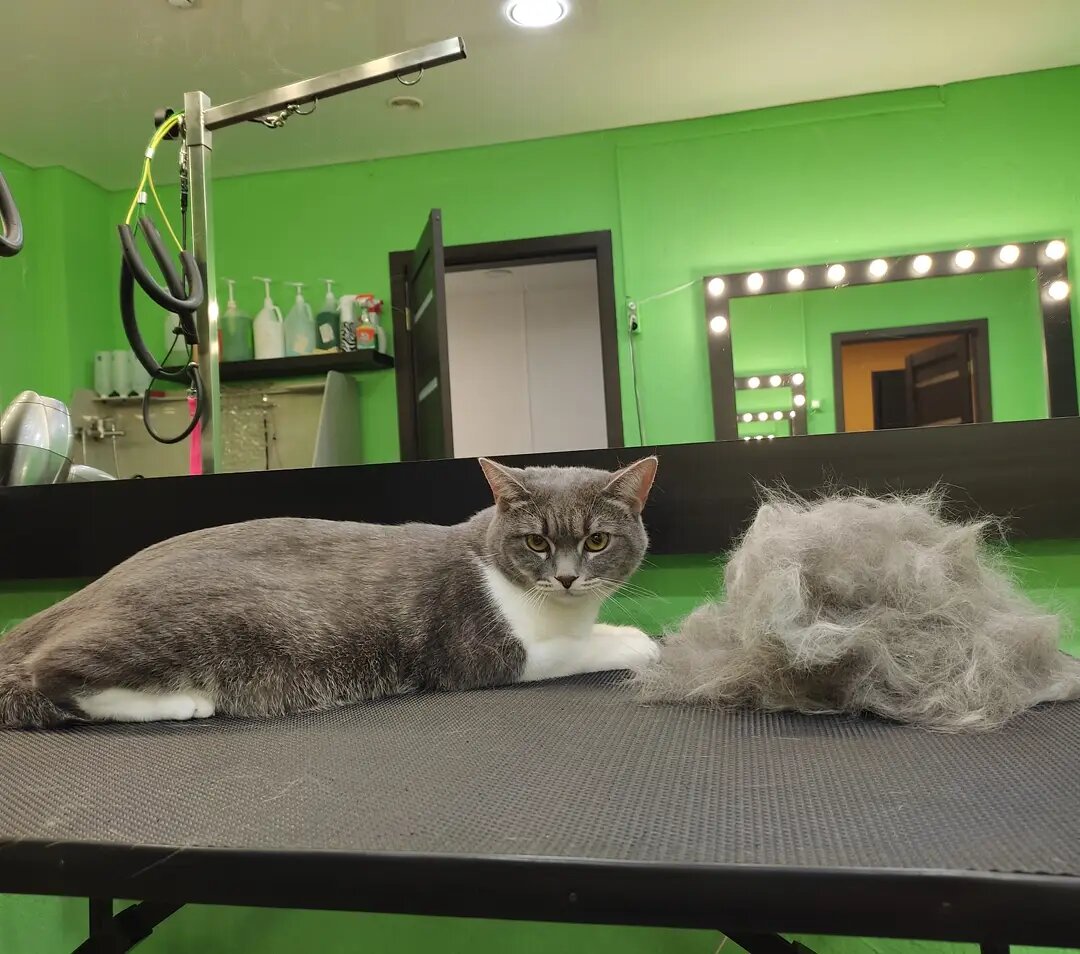 кот, кошка линяет, кошка, кошек, кот серый