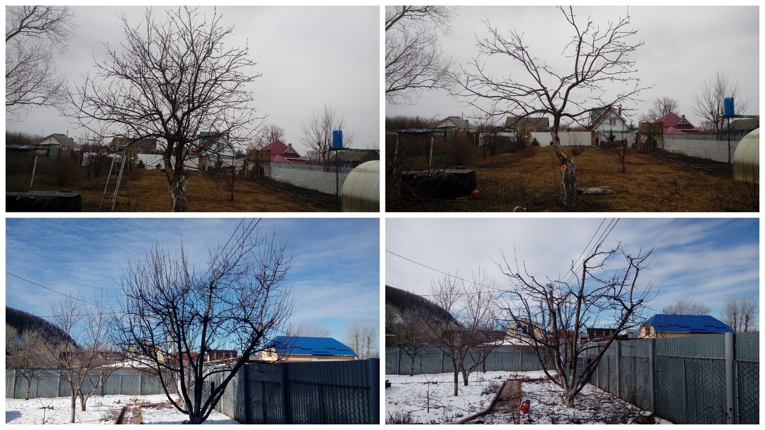 обрезка яблони, дерево куст, сад яблони, плодовые деревья, омолаживающая обрезка яблони