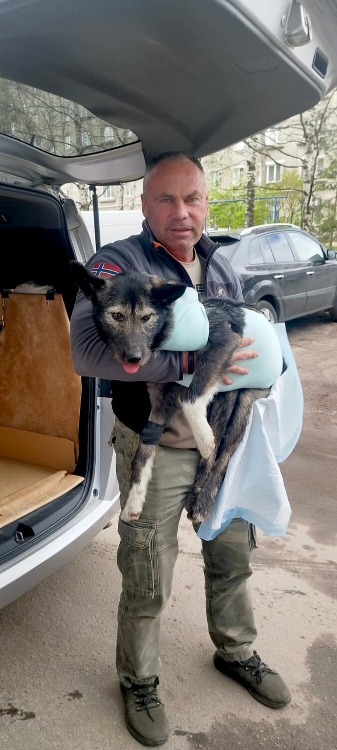 помощь бездомным животным, собака, собачек, бездомная собака, щенка