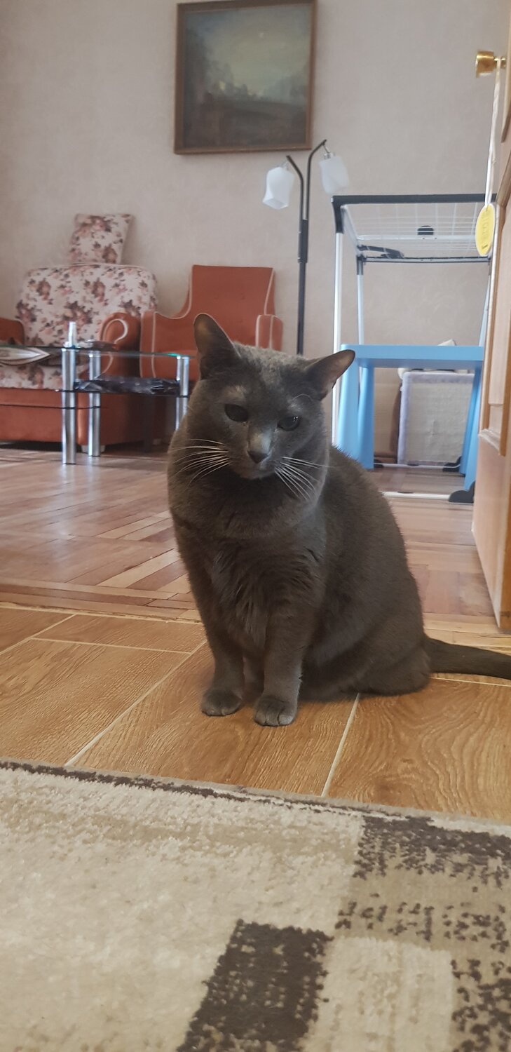 британский кот, британец кот, британская кошка, кот, британец кот 10кг