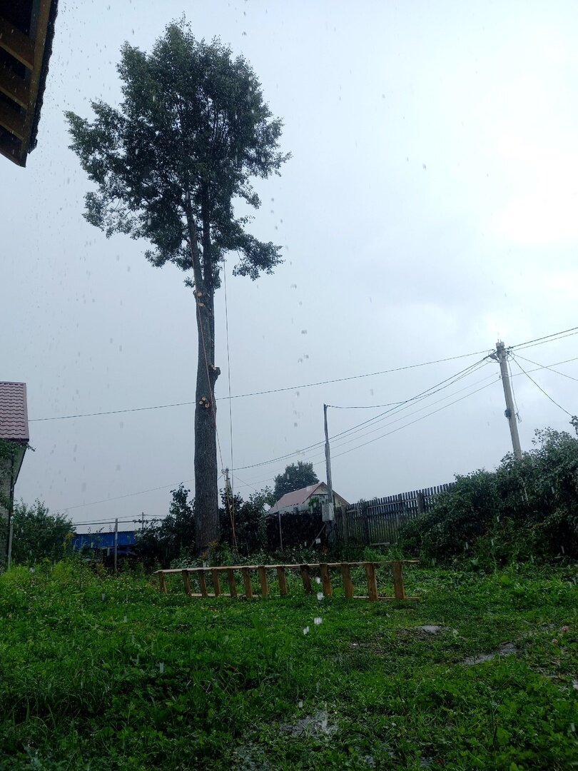 meranti дерево, tree, моаби дерево, big tree, огромное дерево