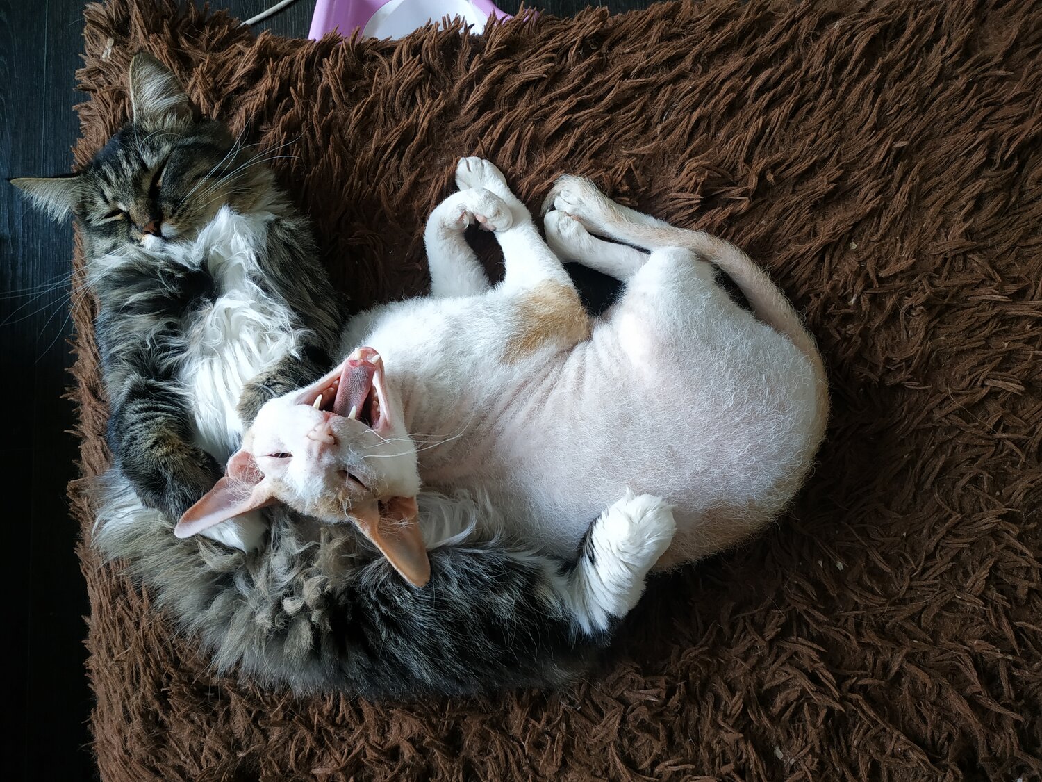 домашние животные, кот, домашние любимцы, котик, котэ