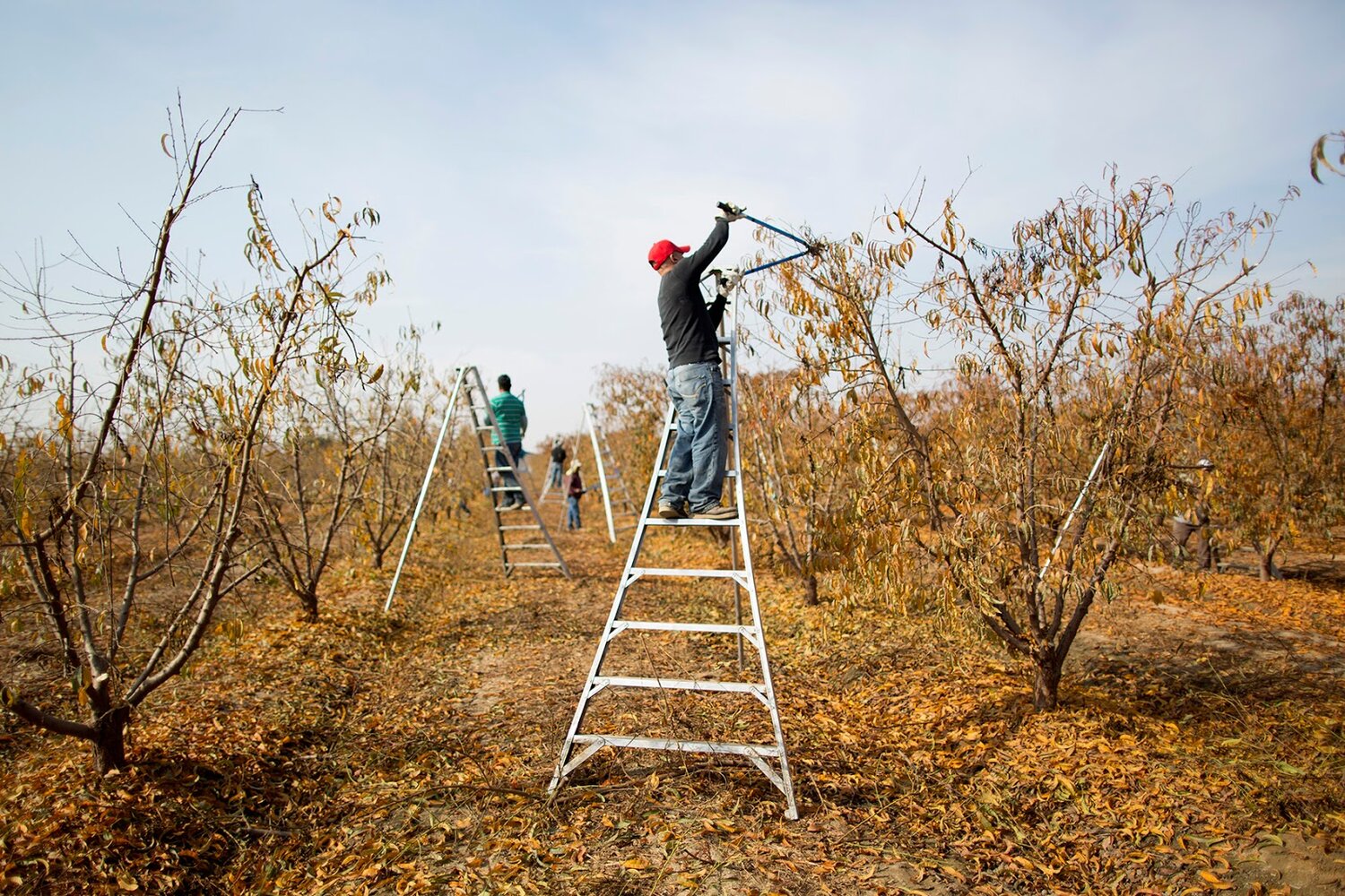 pruning apple trees central lider, pruning apple trees, лестница для обрезки деревьев, garden pruning apple, modified lider forms pruning apple trees