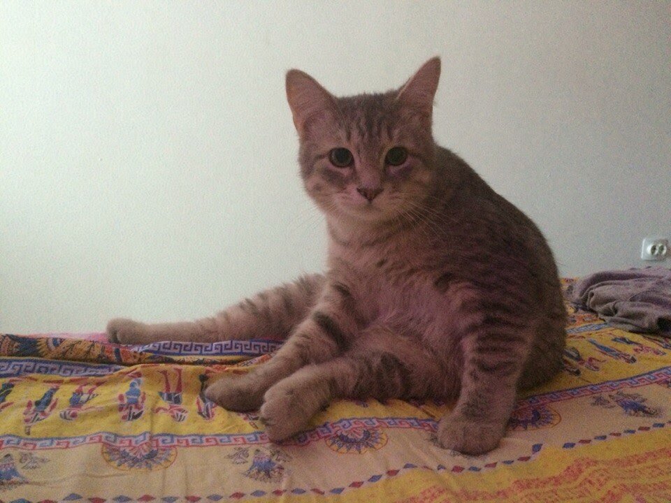 британская короткошёрстная кошка, кошки, скоттиш страйт, шотландская кошка, кошечка