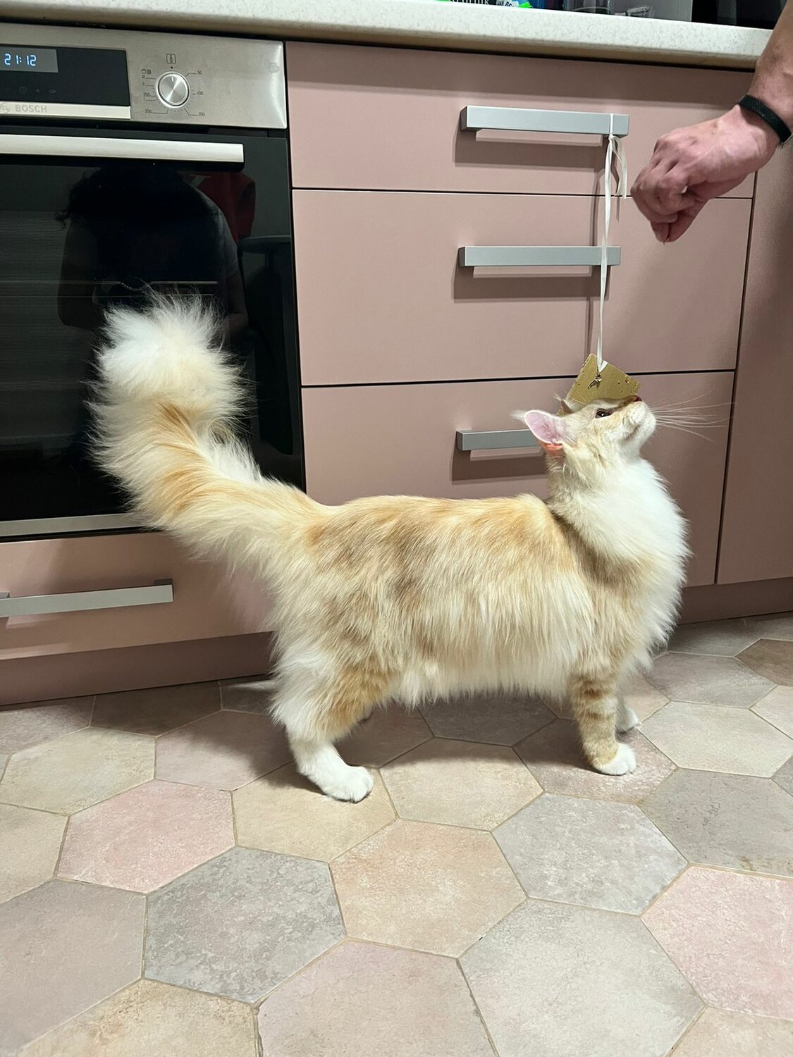 кот, кошка, кот кот, кошечка, мейн кун