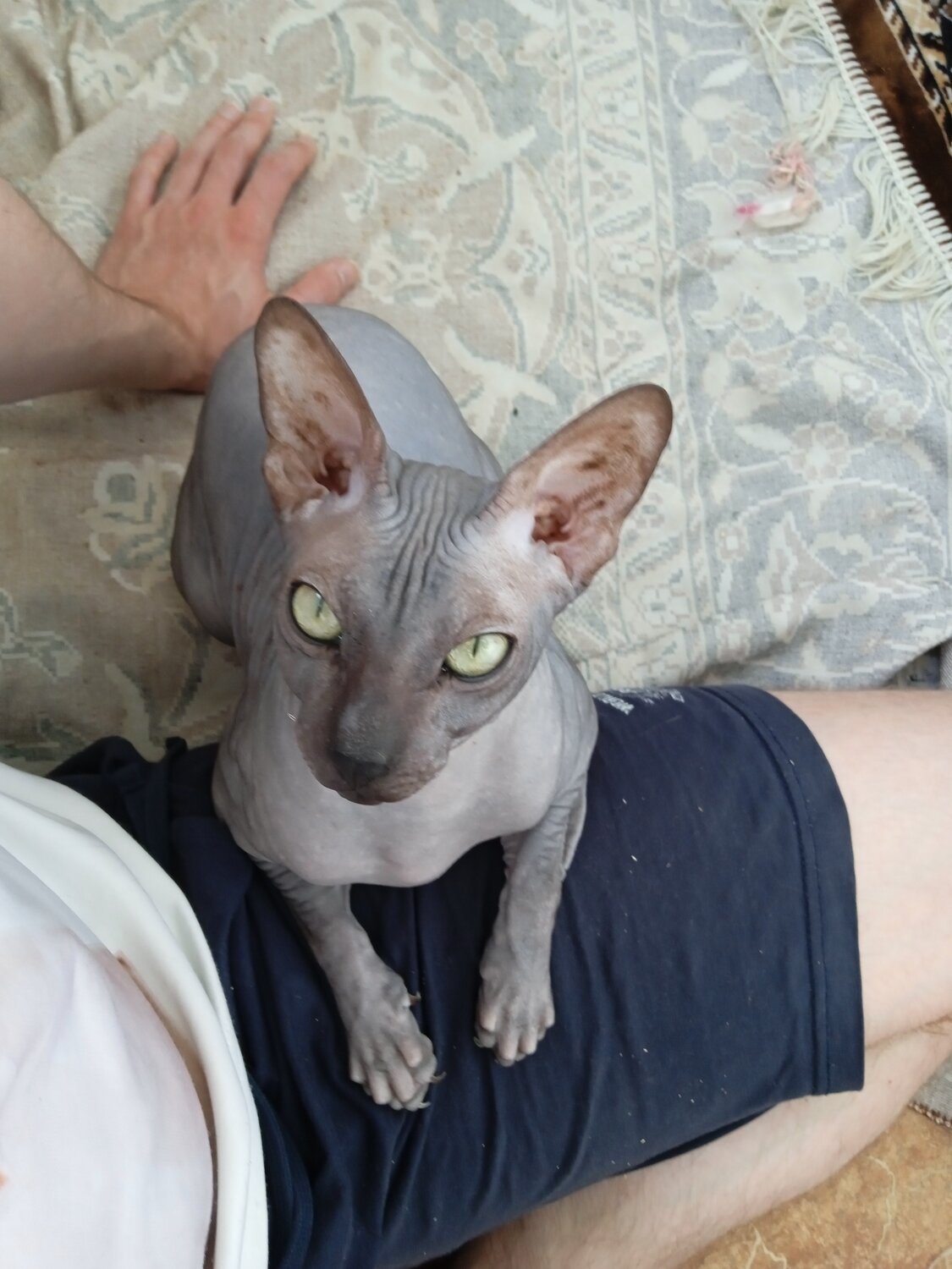 сфинкс, кошка канадский сфинкс, канадский сфинкс кот, донской сфинкс, сфинкс кошка