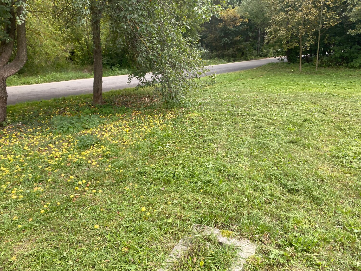 парк коломенское, мебель, луговой газон, газон, трава в городе