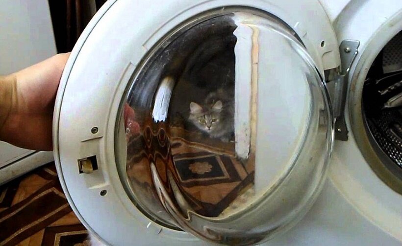 стиральная машина, люк стиральной машины, люк стиральной машины indesit w93t, кот в стиралке, кот в стиральной машине