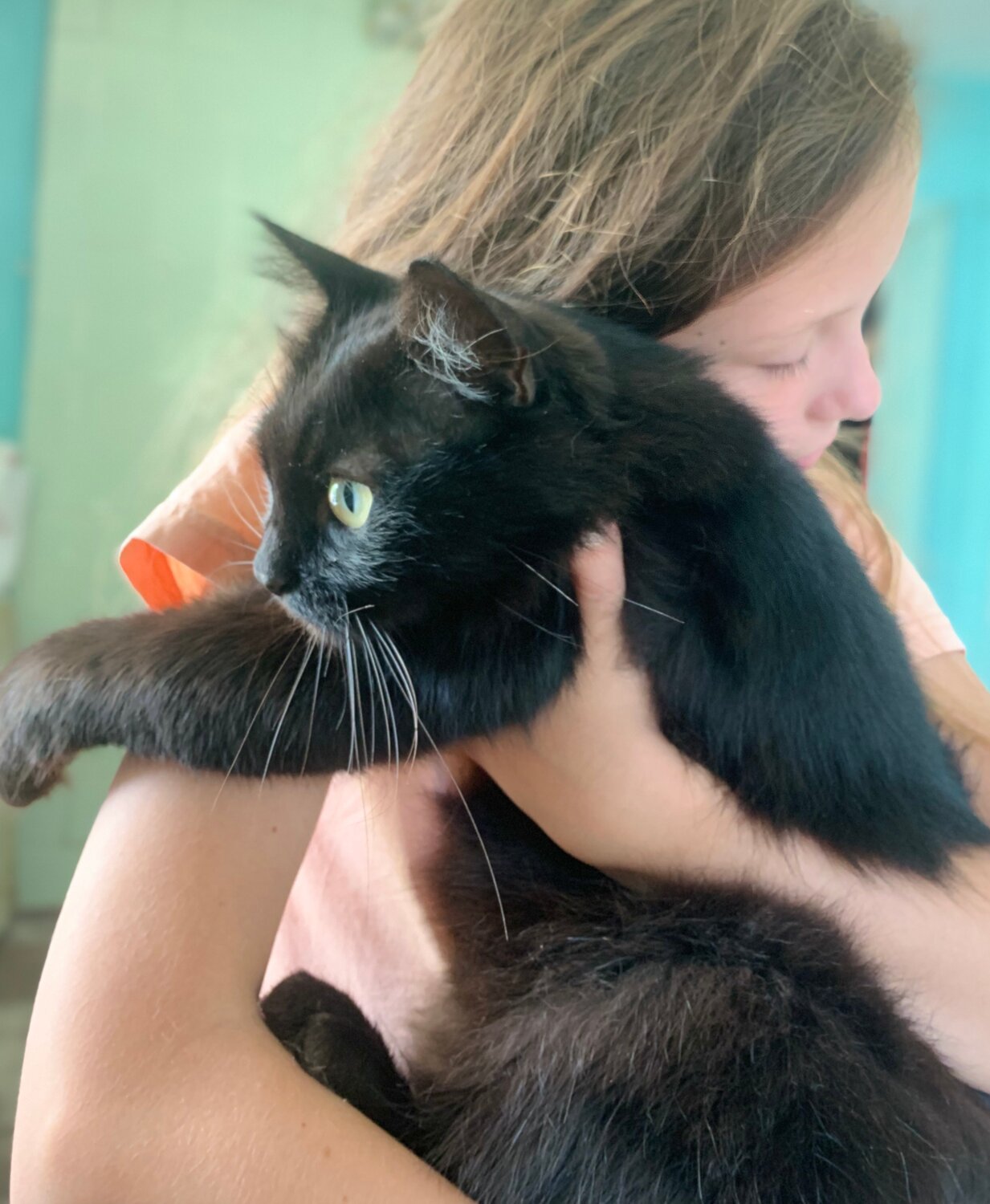 кошка, кошечка, черный котенок, кот, котик