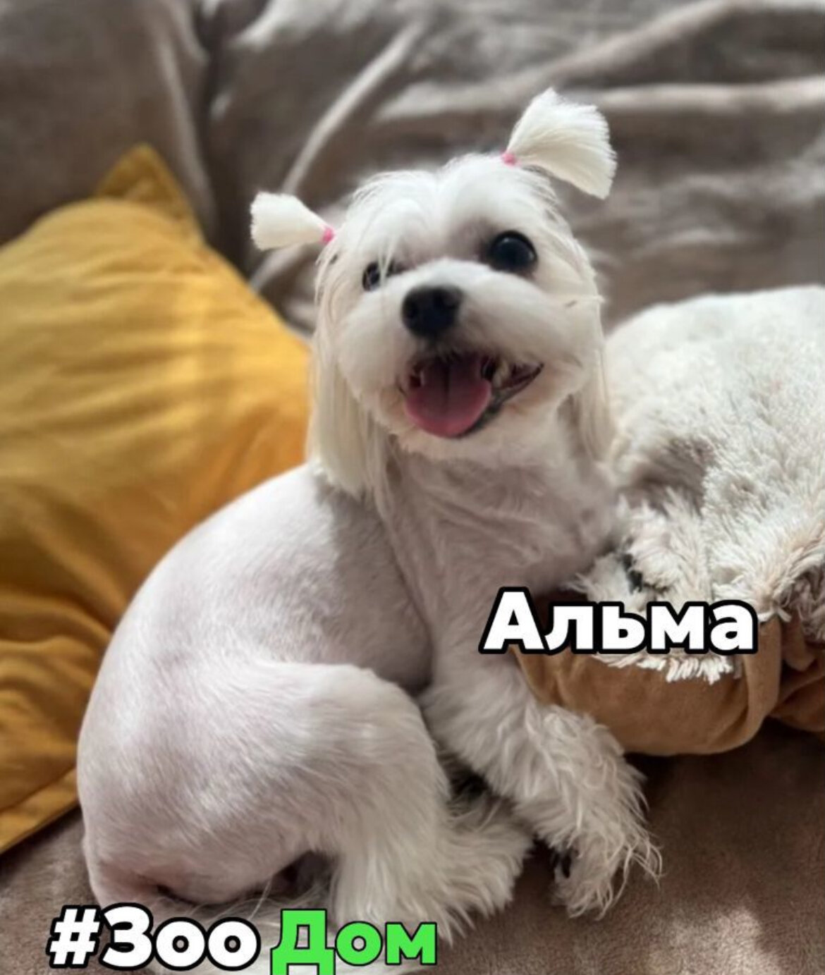 собака породы мальтезе, порода мальтезе, мальтезе собака, порода мальтийская болонка, мальтийская болонка