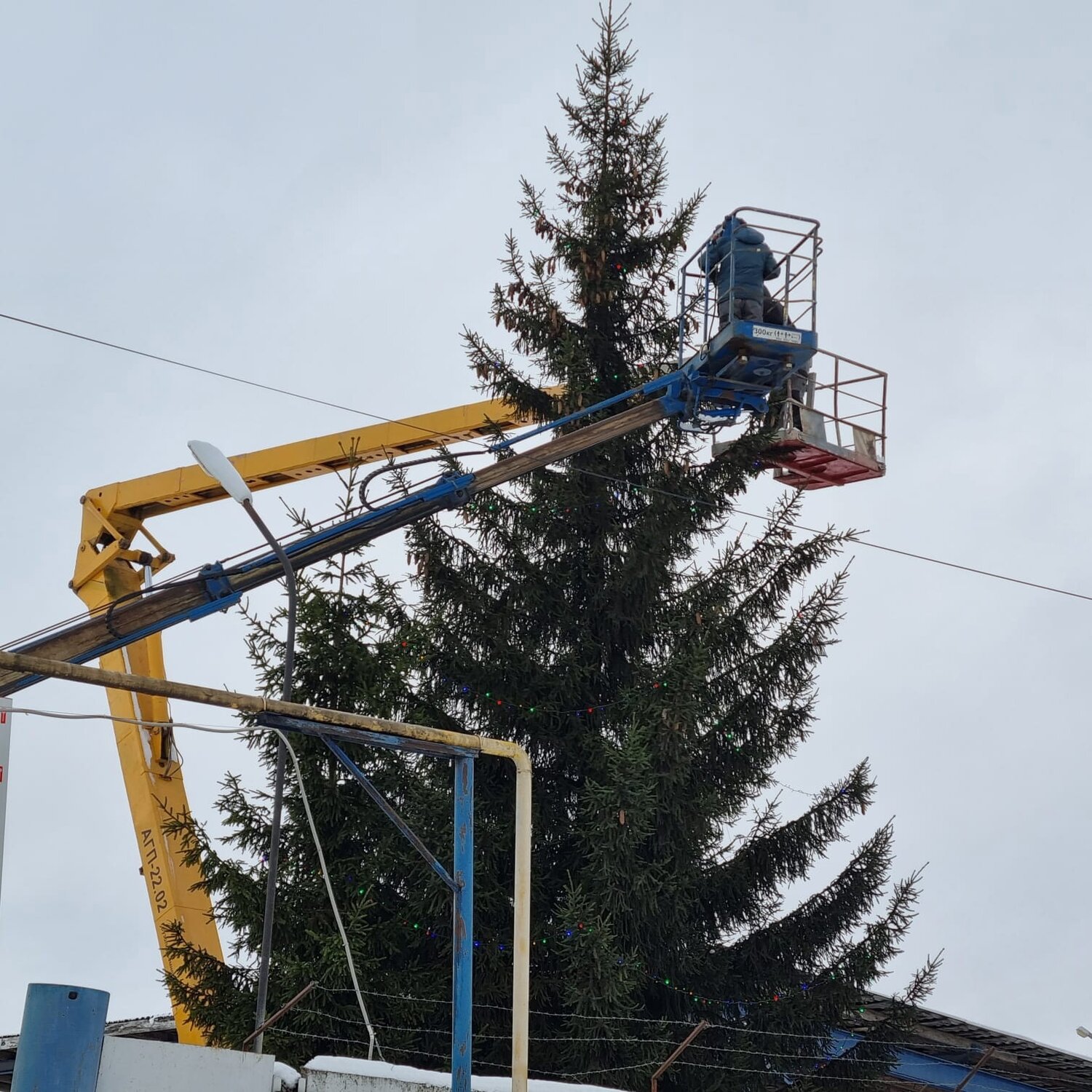 новогодние елки, новогодняя ель, ёлка ёлка, новогоднее дерево, елочка