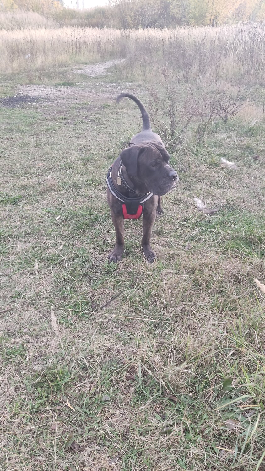 лабрадор корса, собака лабрадор, лабрадор кобель, лабрадор ретривер, лабрадор