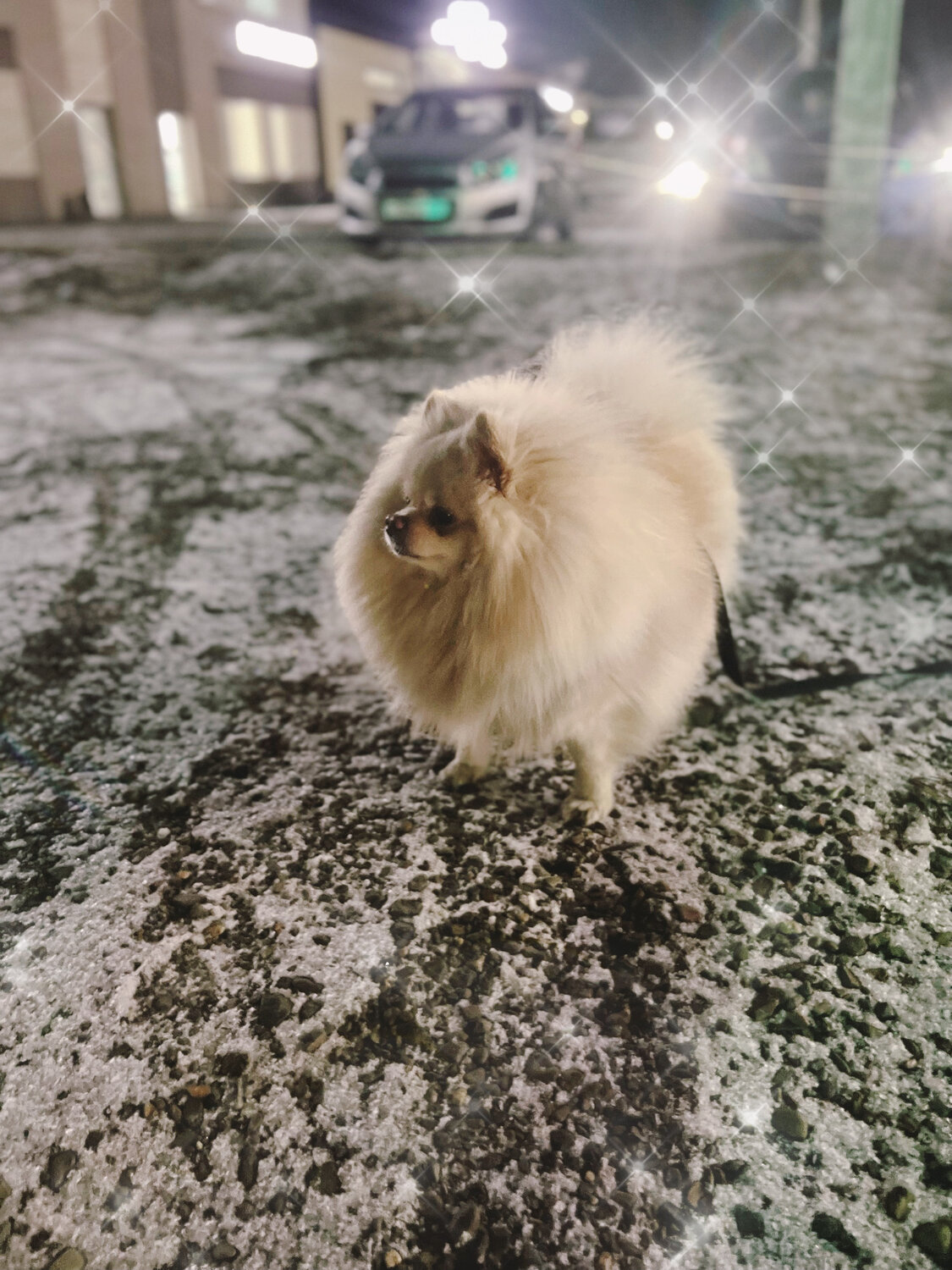 шпиц, собака шпиц, собака померанский шпиц, померанский шпиц, порода шпиц
