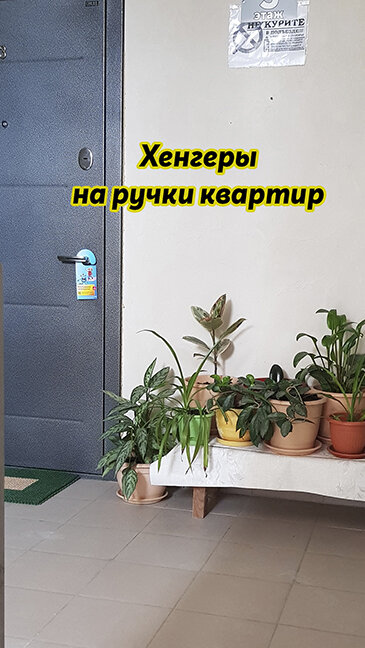 квартиры, интерьер, комнатные растения, комнатное растение кротон, противопожарная дверь