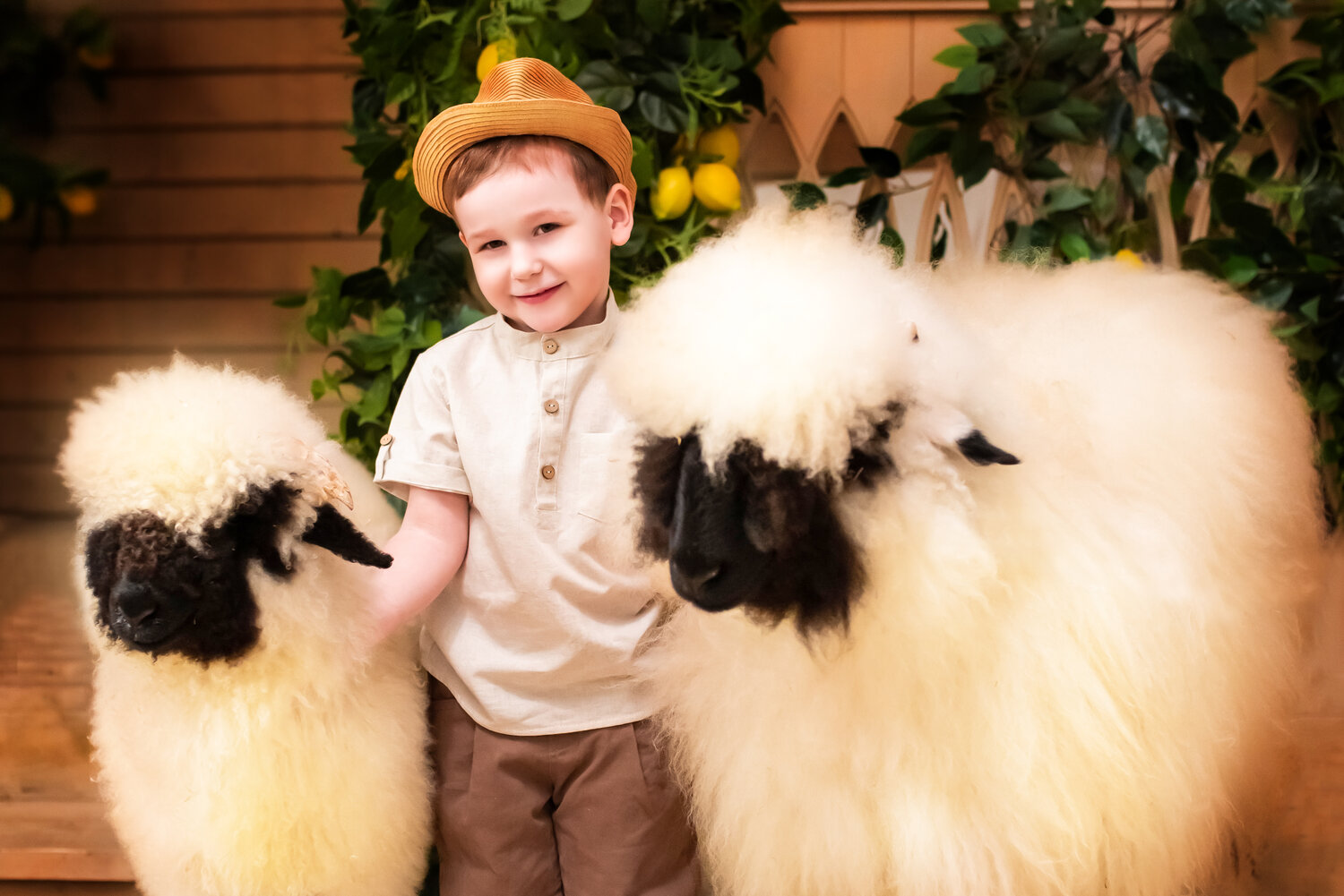 sheep, овца, valais blacknose, животные, овца красивая