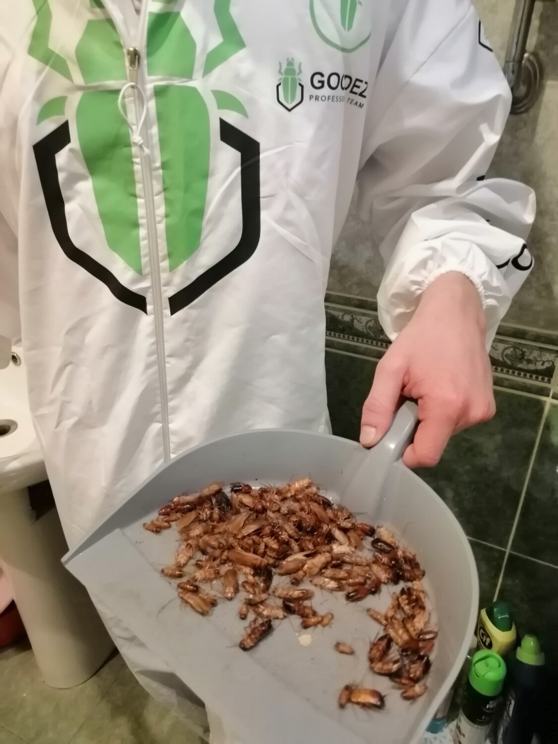 грецкий орех, орехи грецкий орех, грецкий орех очищенный, орехи, продукти