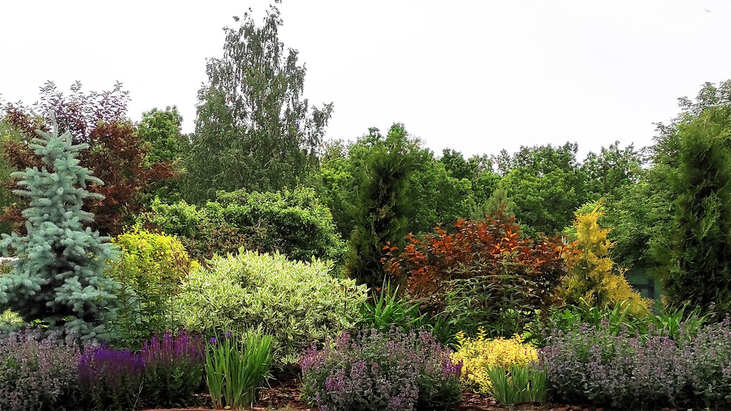 ель в ландшафте, сад, растение, ландшафтный дизайн сада, дерен пузыреплодник барбарис гортензия