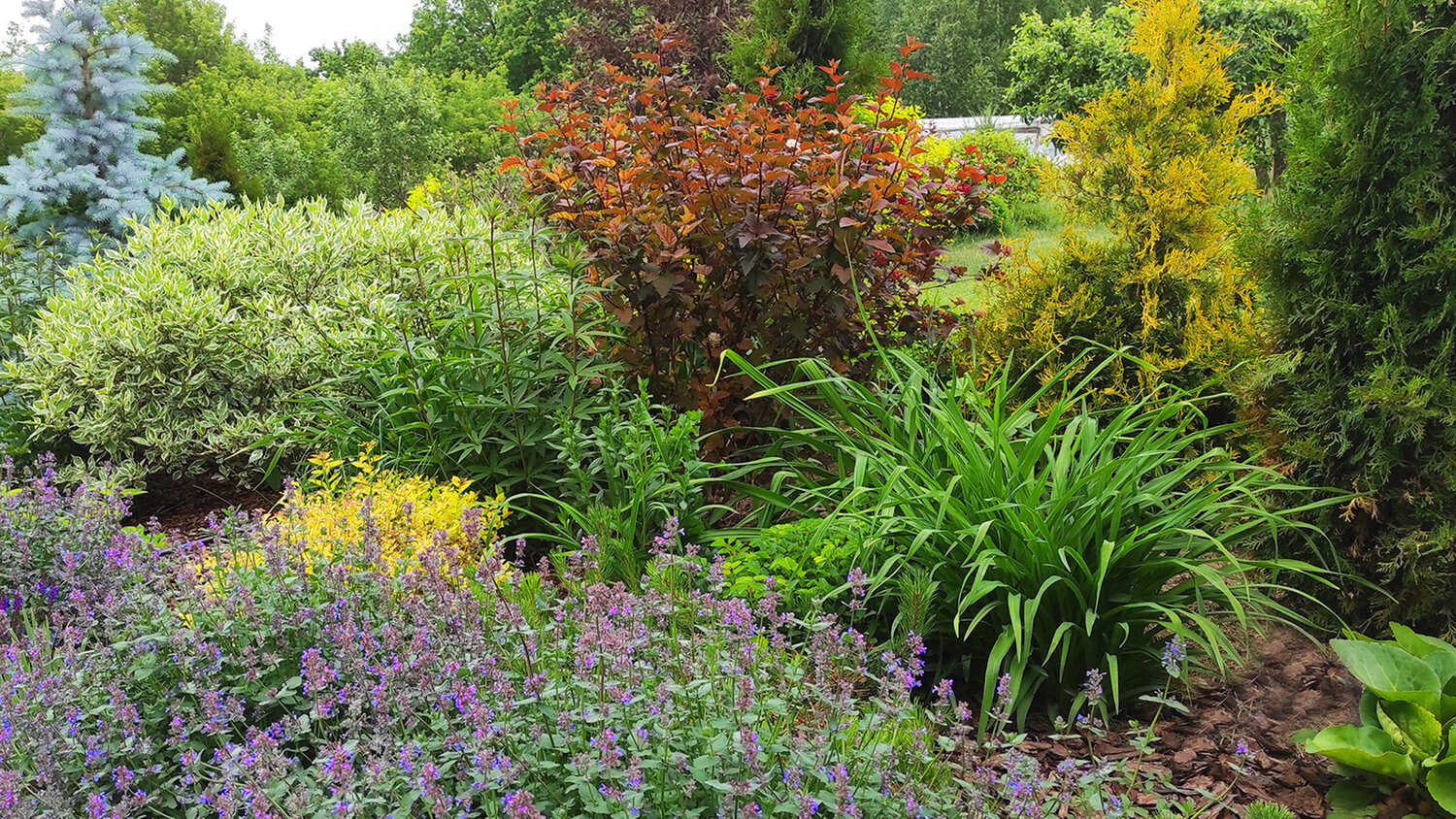ель в ландшафте, леди ин ред пузыреплодник миксбордер, барбарис в ландшафте, миксбордер, барбарис в ландшафтном дизайне