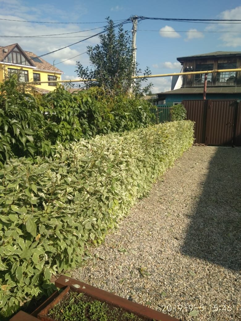дерен белый живая изгородь, дерен элегантиссима живая изгородь, дерен для живой изгороди, дерен белый элегантиссима живая изгородь, дерен элегантиссима изгородь