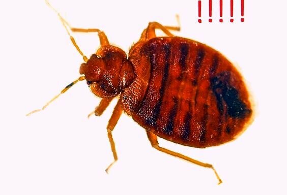постельные клопы, клоп постельный клоп, клоп, клопы постельные (cimicidae), насекомые клопы постельные
