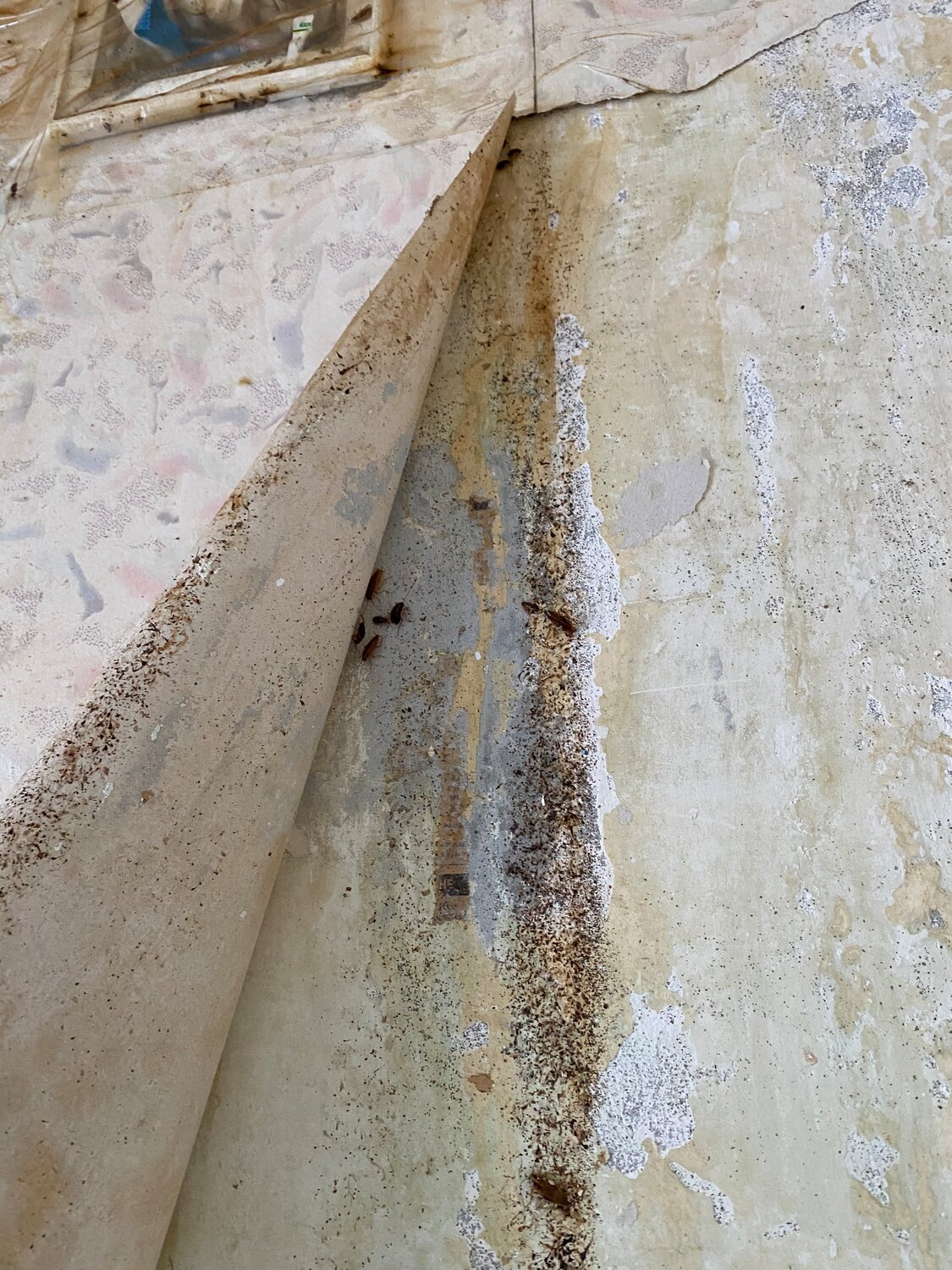 water damage, ржавчина грунт, плесень, плесень на арболите, плесень на иконах