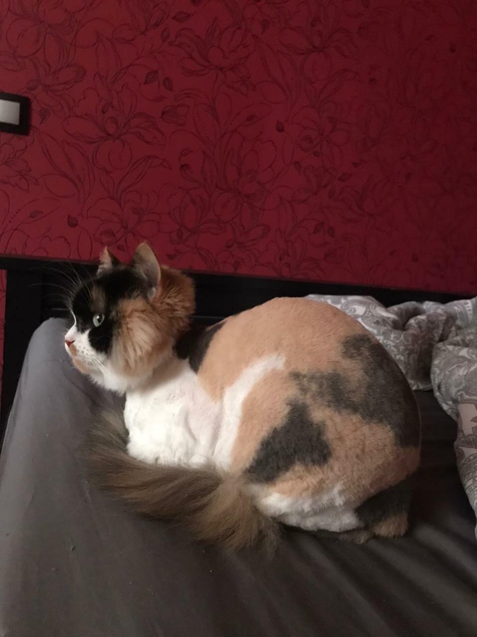 кот, кошечка, кошка, трёхцветная кошка, домашние любимцы